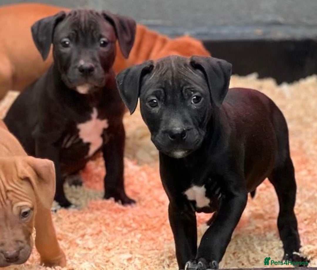 Staffordshire Bull Terrier dogs for sale: Stunning Staffordshire bull terrier puppy - Advert 10