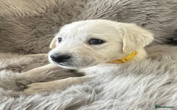 Golden Retriever dogs for sale: KC REGISTERED GOLDEN RETRIEVER PUPS - Image 6