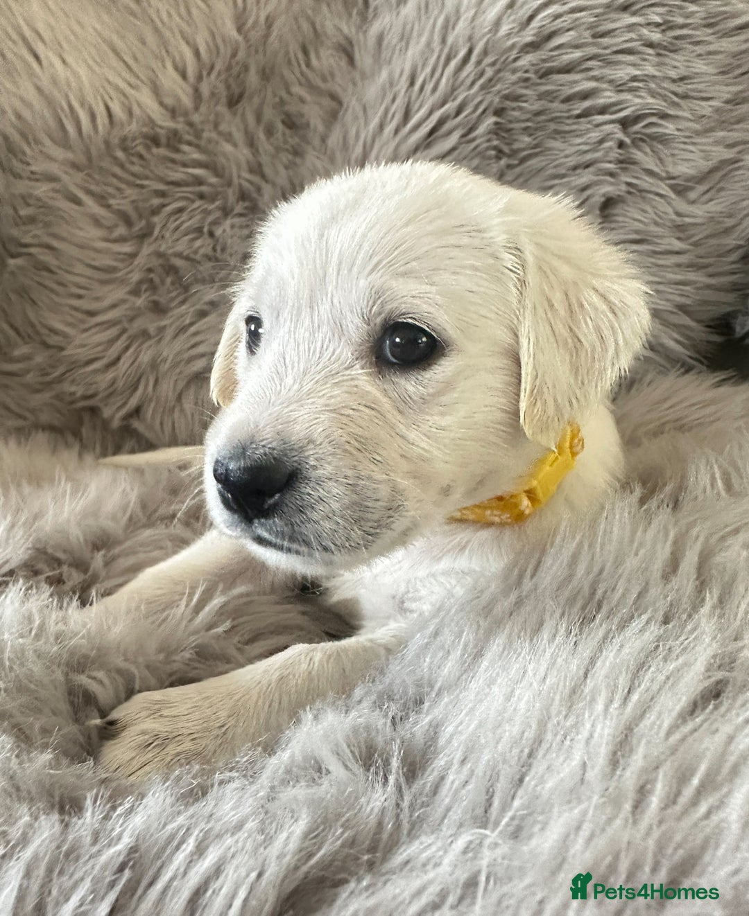 Golden Retriever dogs for sale: KC REGISTERED GOLDEN RETRIEVER PUPS - Image 6
