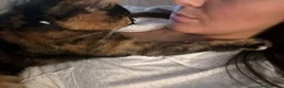 Mixed Breed cats for sale: Tortoise Shell Female 2 years old  - Advert 6