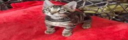 Bengal cats for sale: ❤️ Outstanding TICA Registered Bengal Kittens ❤️ - Advert 6