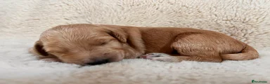 Goldendoodle 2