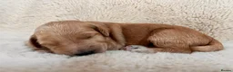 Goldendoodle dogs for sale: GoldenDoodle F1b  - Advert 8
