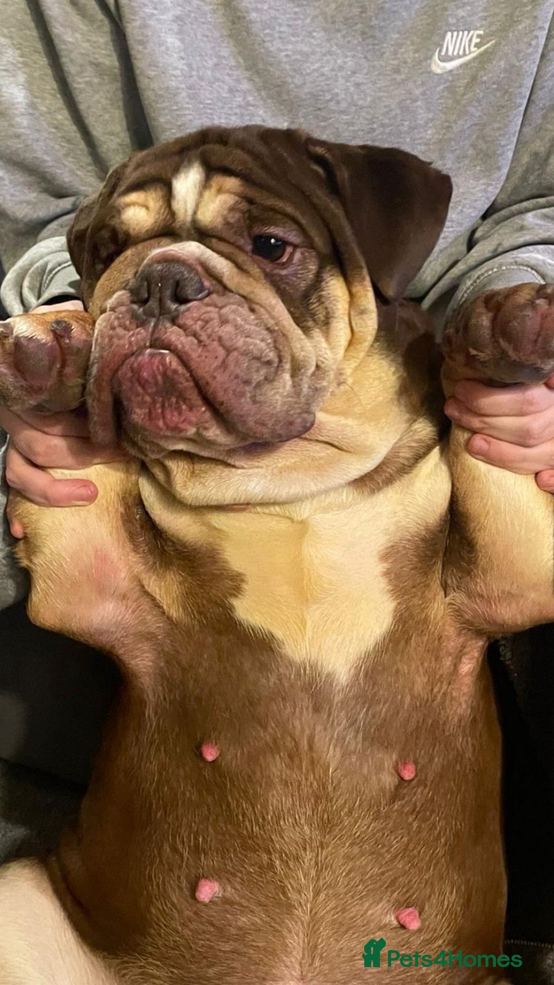 English Bulldog dogs for sale: English bulldog 2 year and a half years  - Advert 4