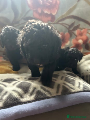 Cockapoo dogs - Advert 13