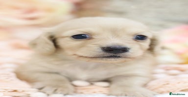 Miniature Dachshund dogs - Advert 3