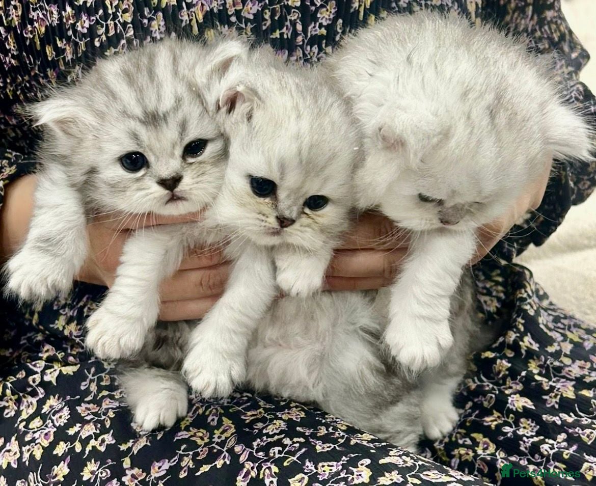 Persian cats Beautiful Persian Kittens - Advert 1