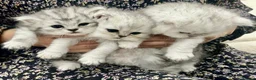 Persian cats for sale: Beautiful Persian Kittens - Advert 1