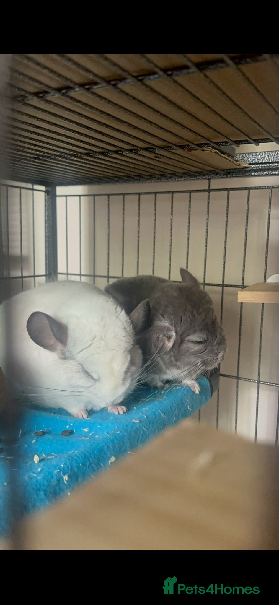 Chinchilla rodents Two Bonded Chinchillas  - Advert 15