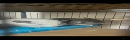Chinchilla rodents for sale: Two Bonded Chinchillas  in Peterborough - Advert 1