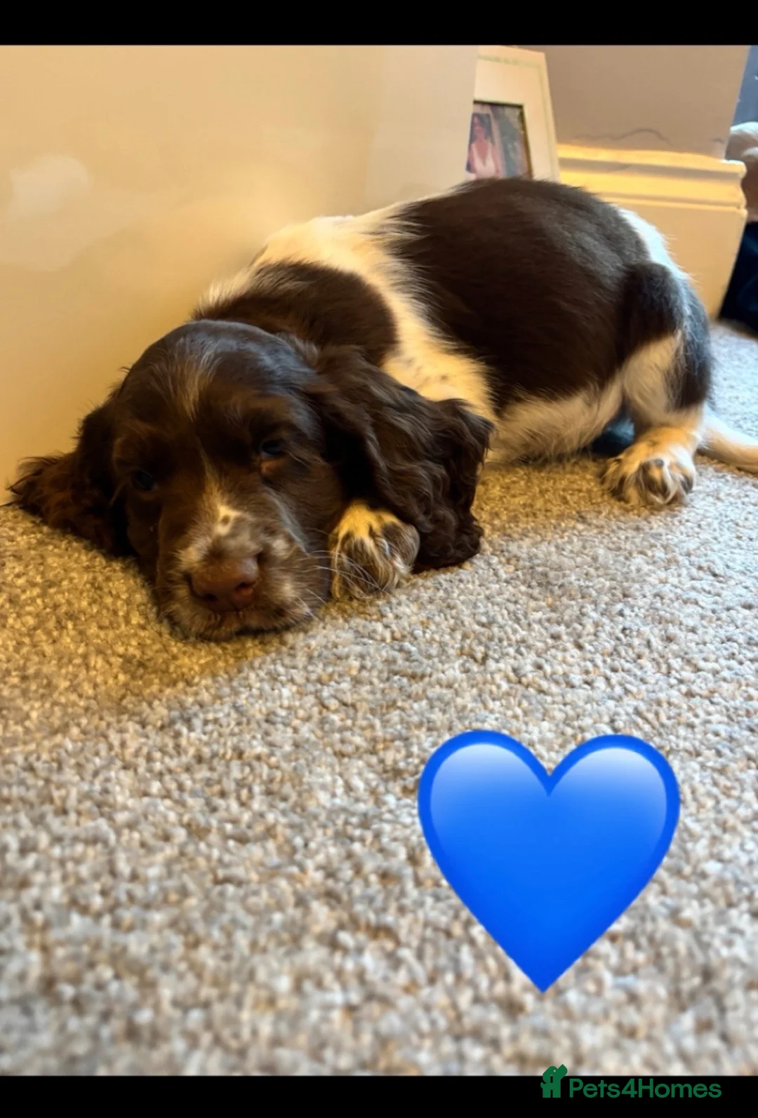 Cocker Spaniel dogs for sale: Cocker spaniel puppies  - Advert 1