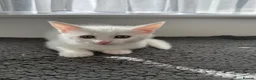 Turkish Angora cats for sale: Cute Turkish Angora x British Shorthair Kitten - Advert 11