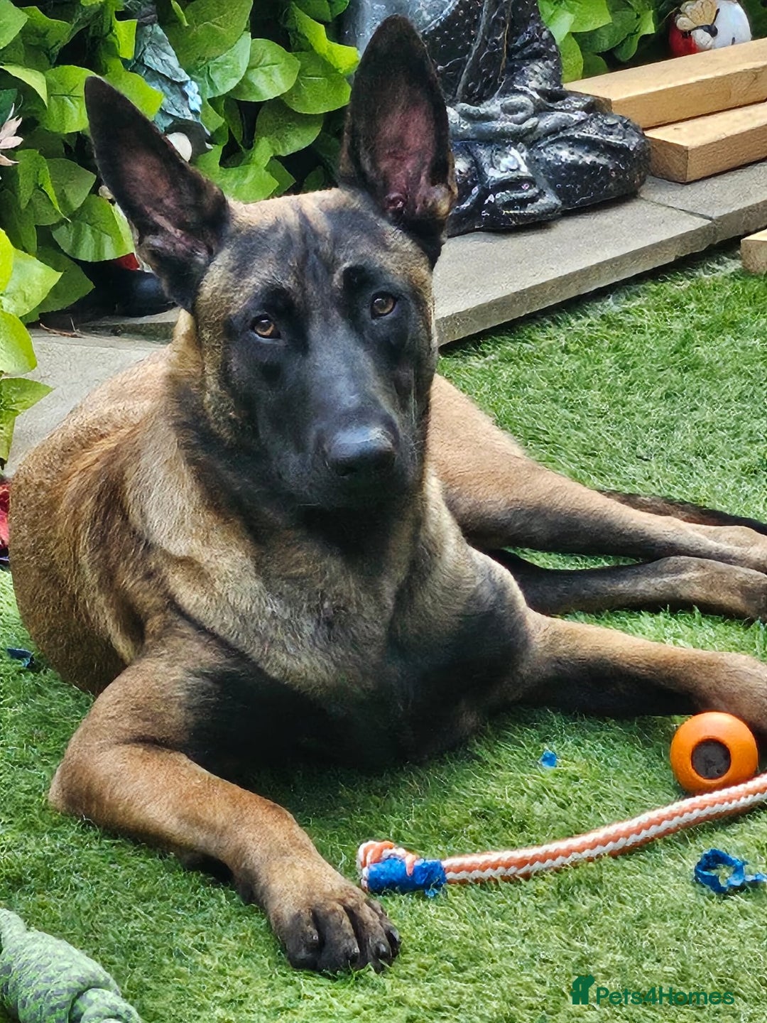 Belgian Shepherd Dog dogs for sale: Belgian Malinois Puppies for Sale 9 available - Advert 12