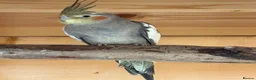 Cockatiels birds for sale: Cockatiel in Heanor - Advert 2