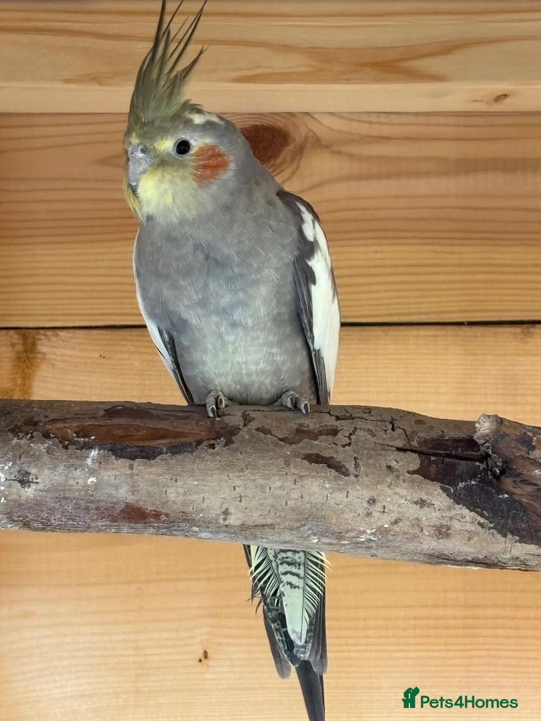 Cockatiels birds for sale: Cockatiel in Heanor - Advert 2