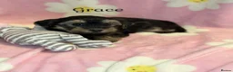 Yorkshire Terrier dogs for sale: Girls-Gorgeous Yorkshire Terrier-Ready 14 August - Advert 16