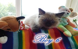 Ragdoll cats for sale: Stunning Ragdoll Kittens.... READY NOW - Image 6