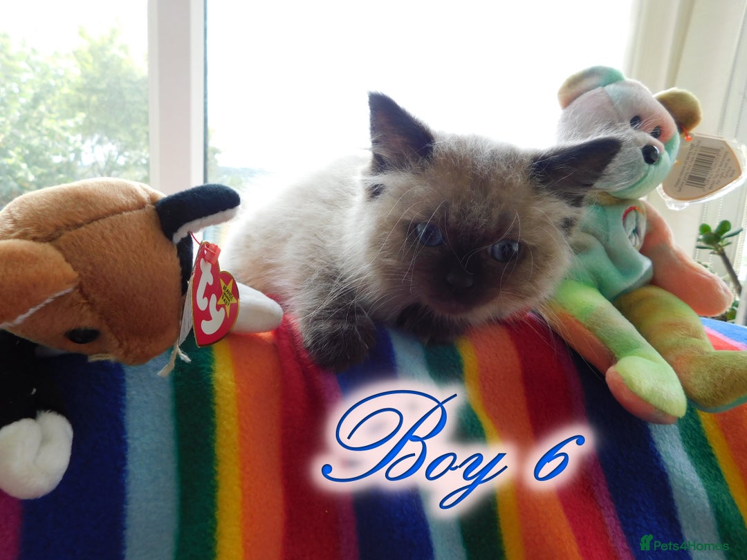 Ragdoll cats for sale: Stunning Ragdoll Kittens.... READY NOW - Image 6
