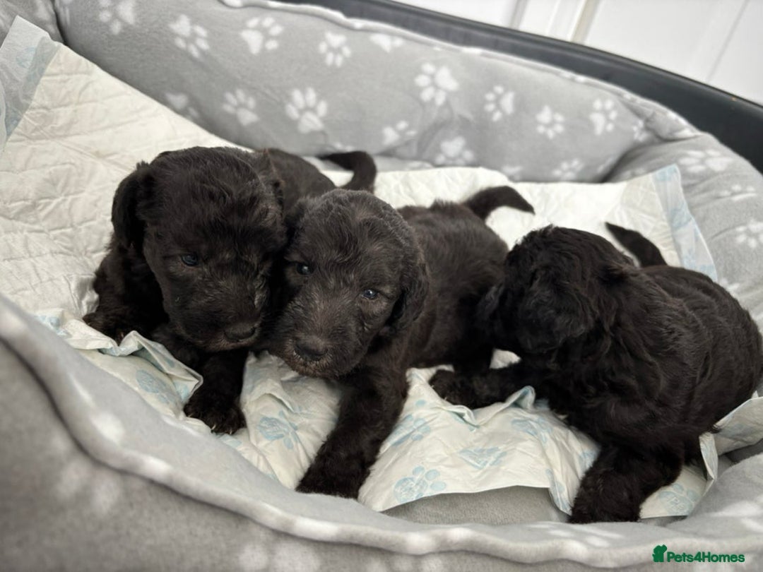 Bedlington Terrier dogs for stud: KC Registered Bedlington Terrier Stud in Ferryhill - Image 31