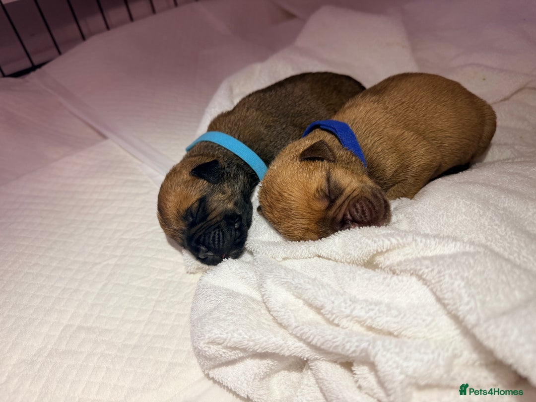 Bullmastiff dogs for sale: Bullmastiff puppies for sale - Advert 10