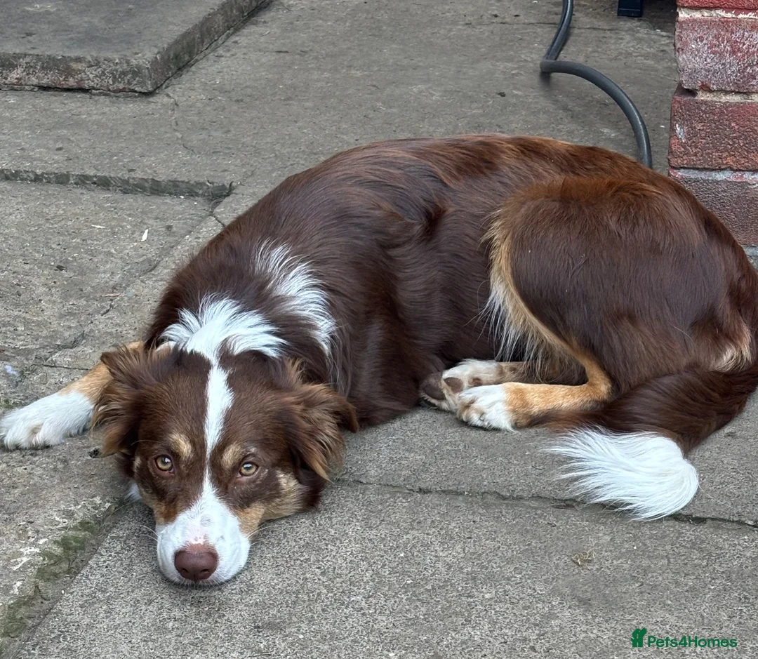 Border Collie dogs for sale: Beautiful litter of 7 Border Collies  - Advert 2