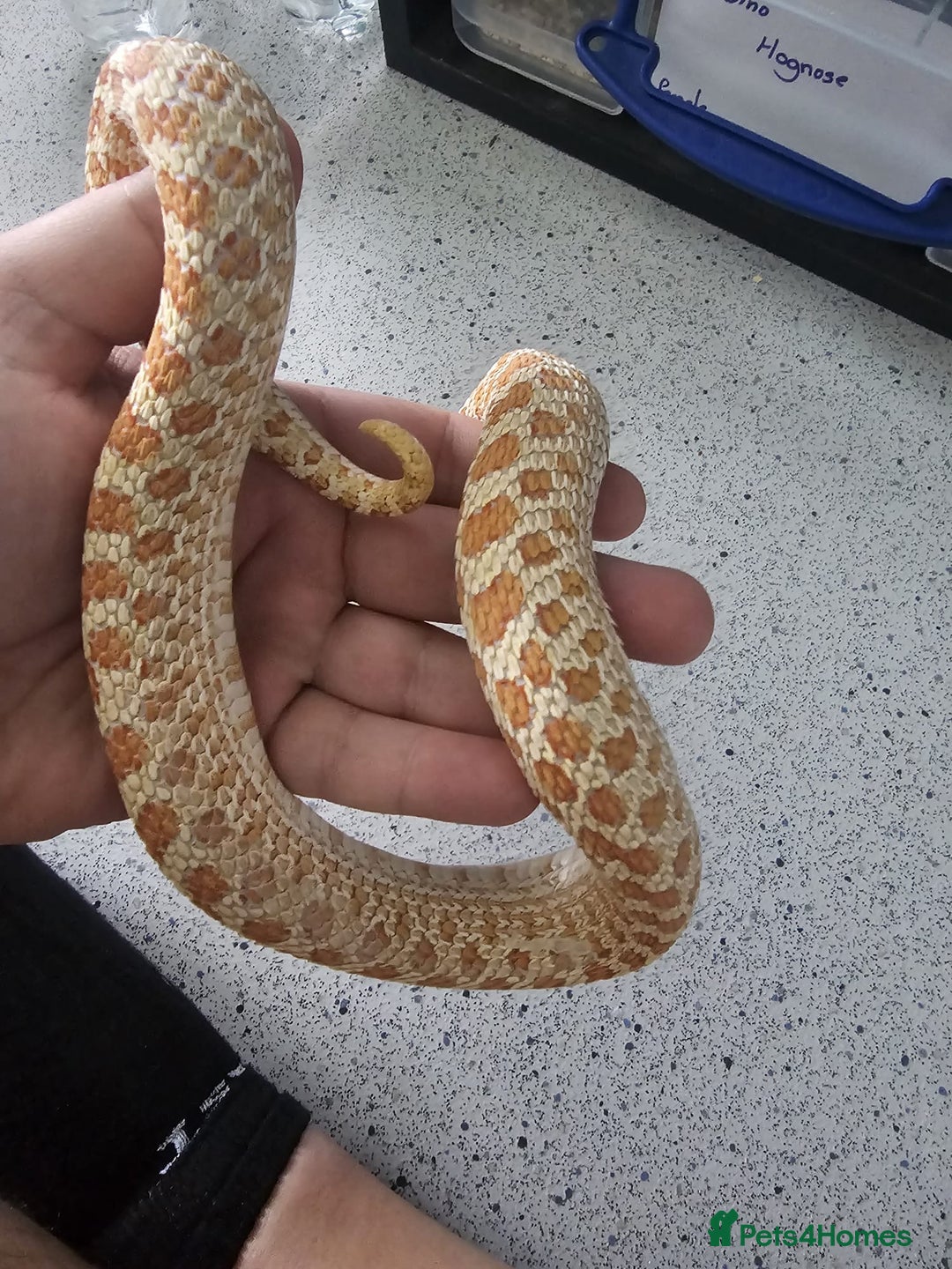 Snake reptiles for sale: Western Hognose Snakes  - Image 17