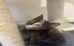 Mixed Breed cats for sale: 6 beautiful kittens - Image 3