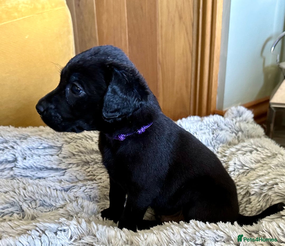 Labrador Retriever dogs for sale: Labrador puppies kennel Club registered - Image 10