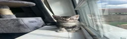 Bengal cats for stud: Silver Bengal Stud 🩶 TICA REG N DNA CLEAR 🌟 - Advert 5
