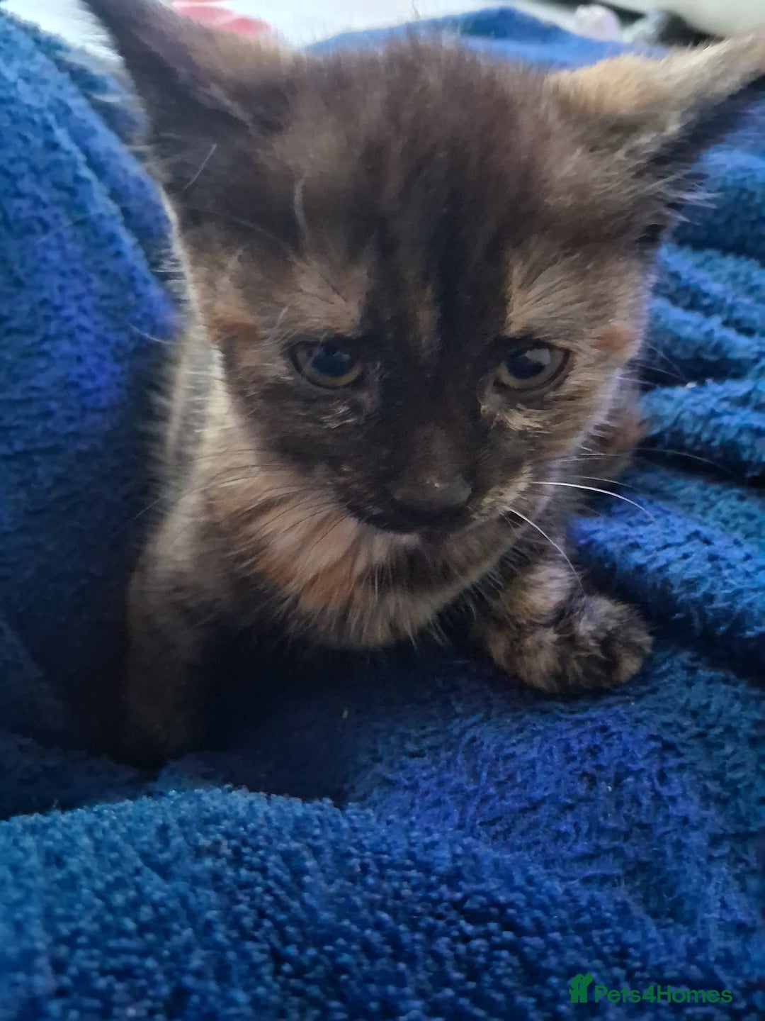 Mixed Breed cats for sale: CUTE KITTIES❤💕 - Image 3