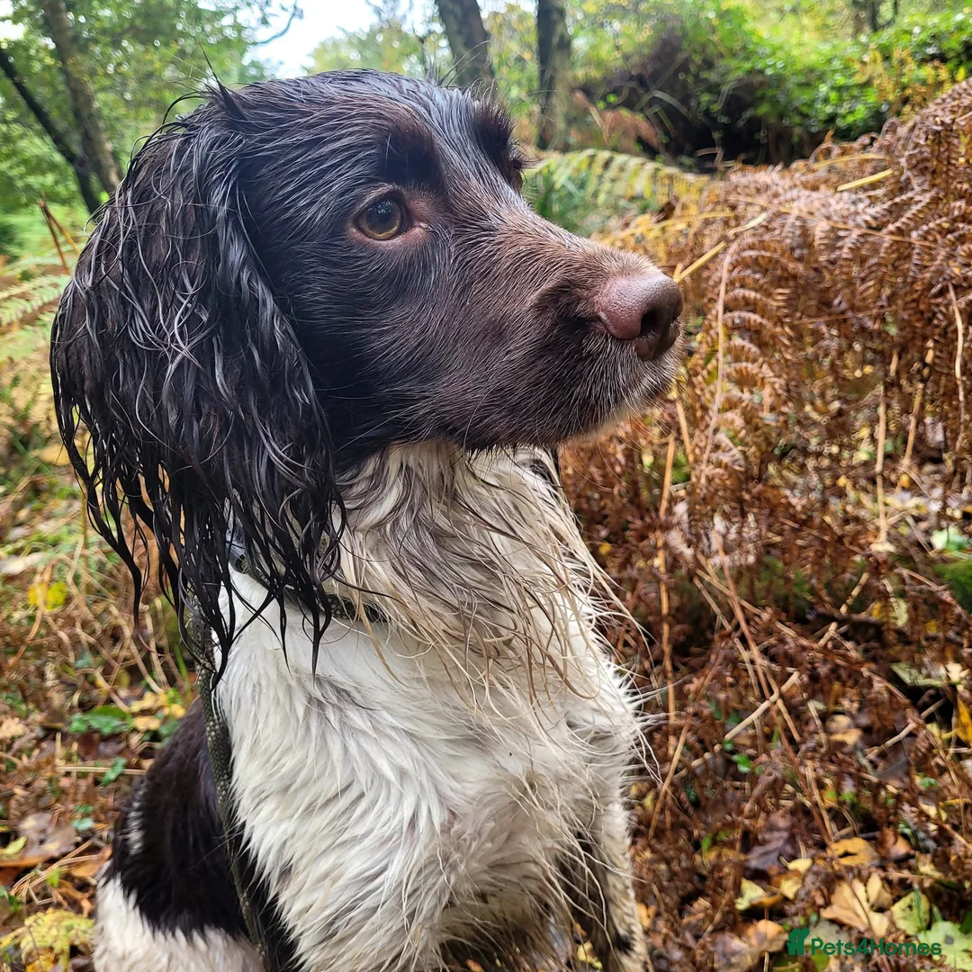 English Springer Spaniel dogs for stud: At Stud - FTW Springer Spaniel  in Warminster - Advert 6