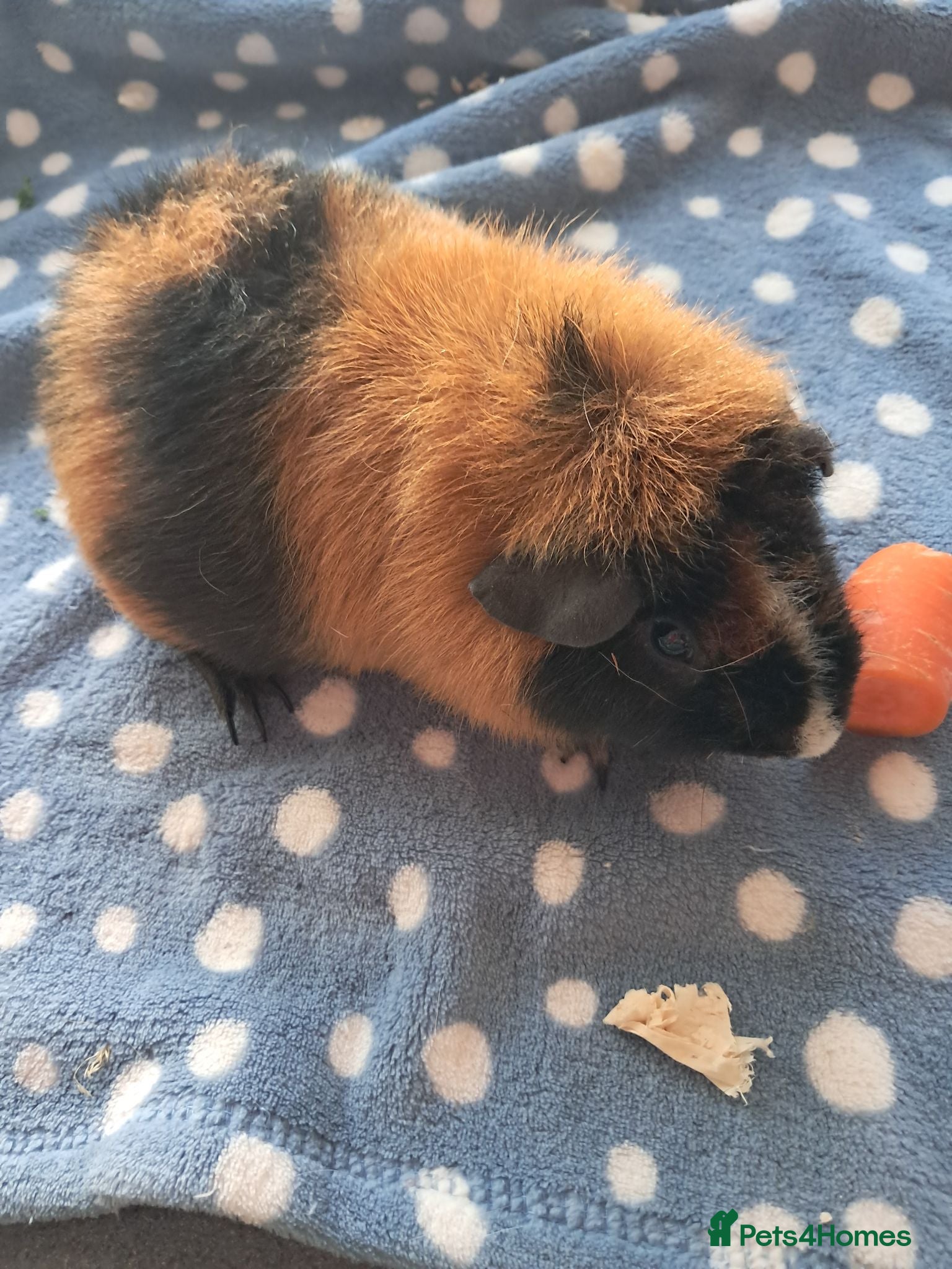 Guinea Pig rodents TRI COLOURED TEDDY. - Advert 1