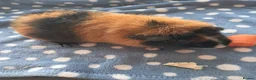 Guinea Pig rodents for sale: TRI COLOURED TEDDY. - Advert 1