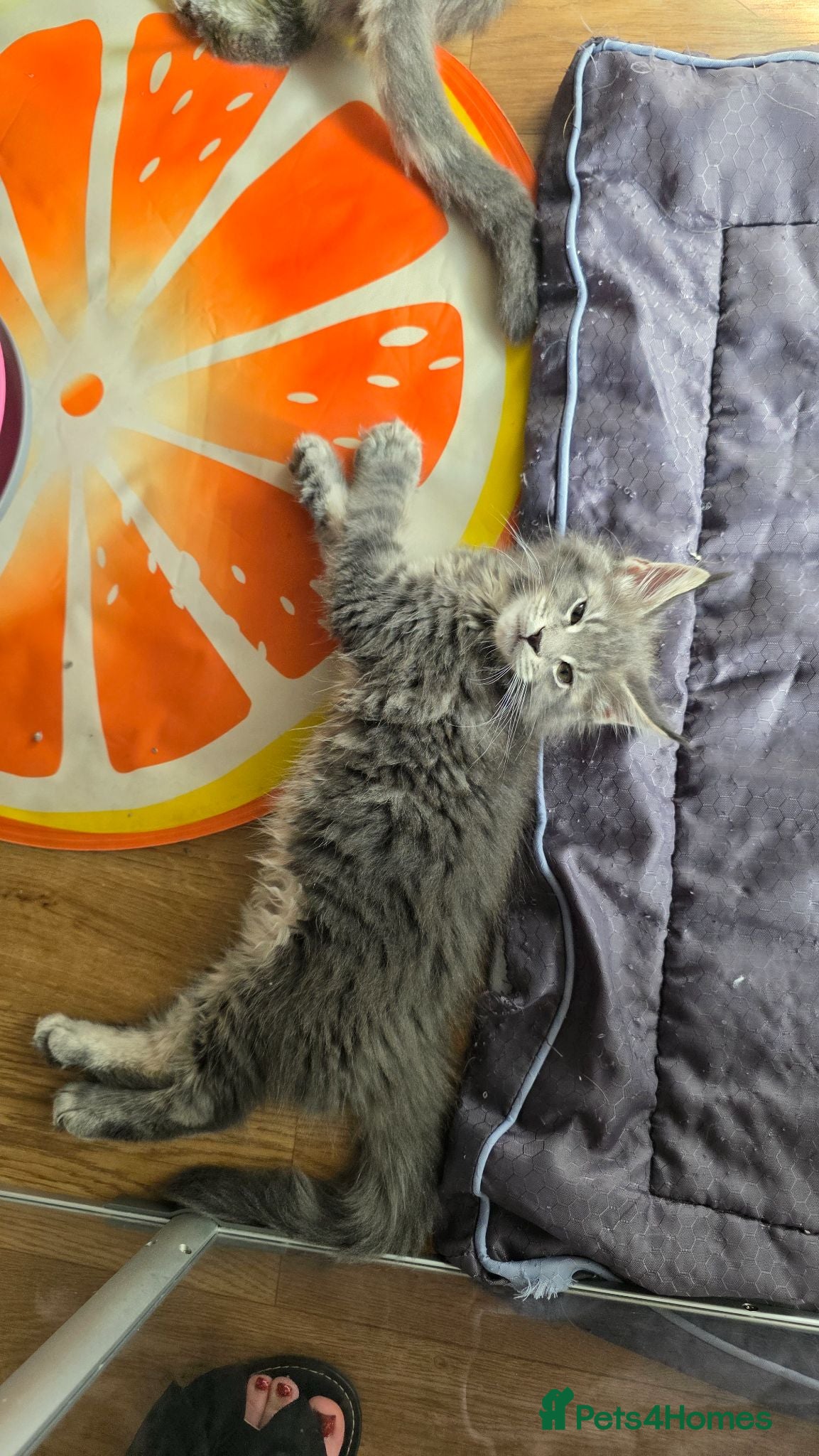 Maine Coon cats Ready Now Tica beautiful Maine Coons boys  - Advert 6