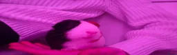 Guinea Pig rodents for sale: 2 male guinea pigs - 19 months old - Advert 6