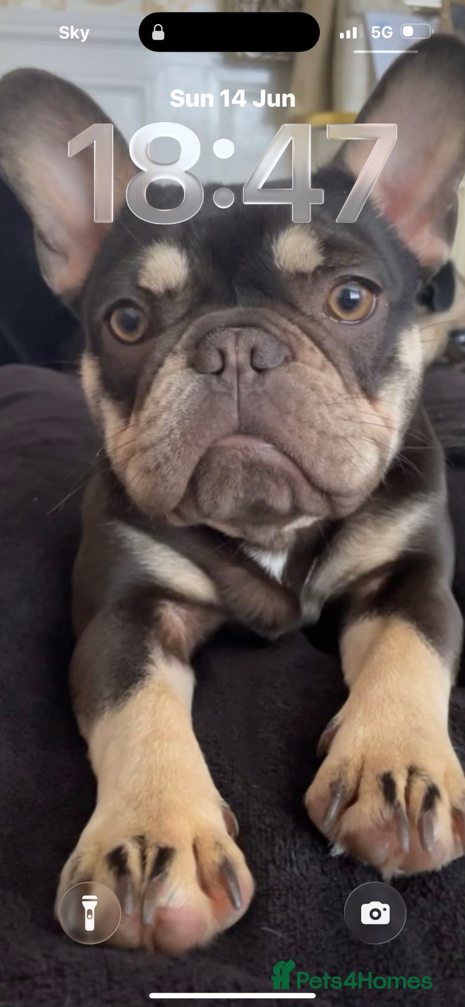 French Bulldog dogs For rehome french bulldog  - Advert 1