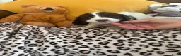 Sprocker dogs for sale: Sprocker spaniel puppies - Advert 8
