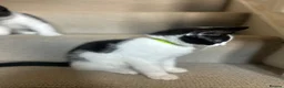 Mixed Breed cats for sale: Sweet friendly kitten   - Advert 9