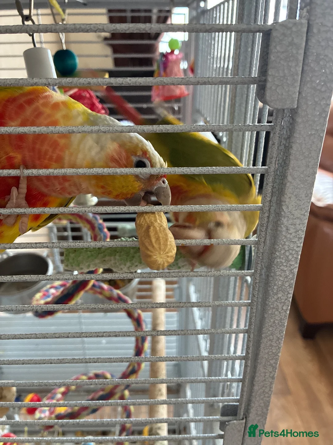 Conures birds for sale: 2 conures one is male other not sure  - Advert 2