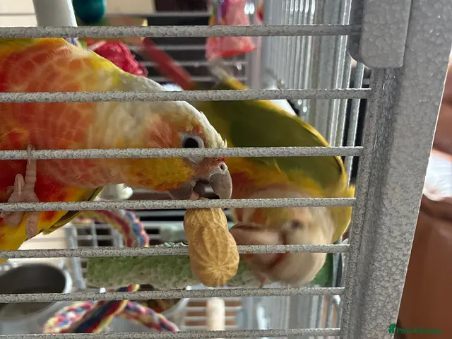 Conures birds for sale: 2 conures one is male other not sure - Advert 2