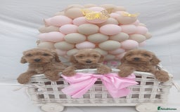 Cockapoo dogs for sale: PRA Clear show type cockapoo puppies  - Image 5
