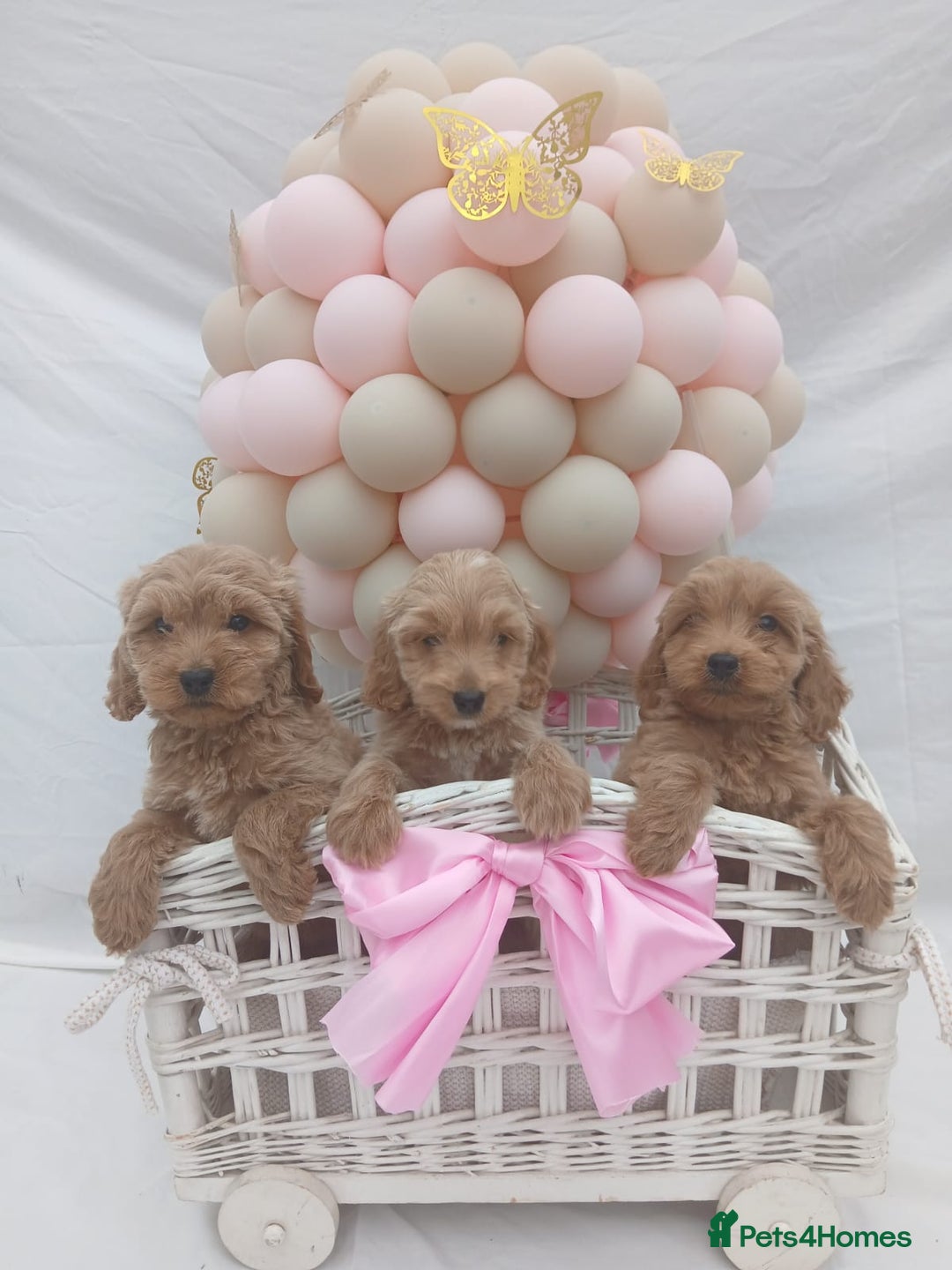 Cockapoo dogs for sale: PRA Clear show type cockapoo puppies  - Image 5