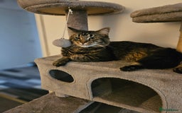 Mixed Breed cats for sale: Male Cat - Image 2