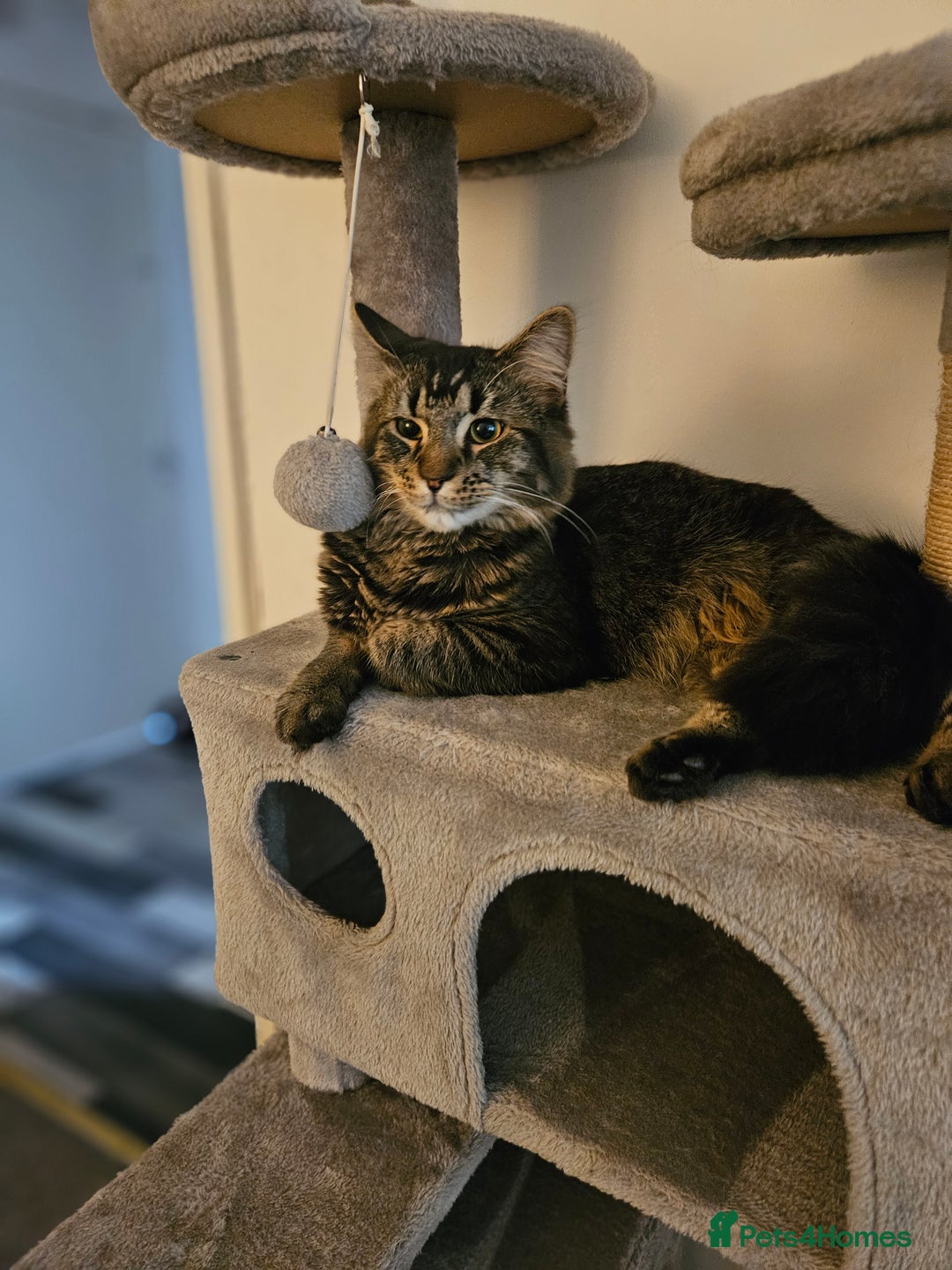 Mixed Breed cats for sale: Male Cat - Image 2