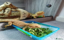 Bearded Dragon reptiles for sale: 2 year old male bearded dragon  - Image 2