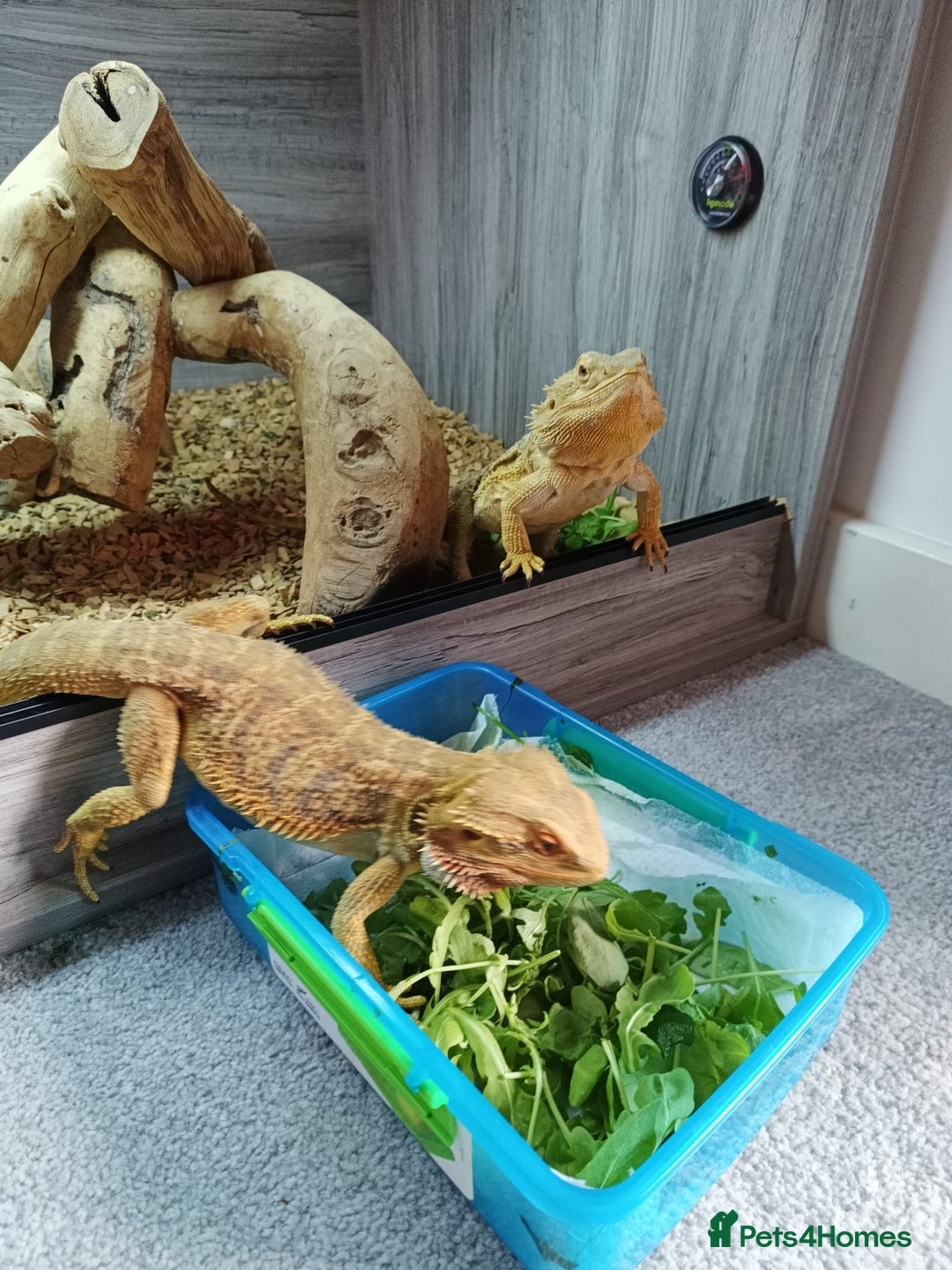 Bearded Dragon reptiles for sale: 2 year old male bearded dragon  - Image 2