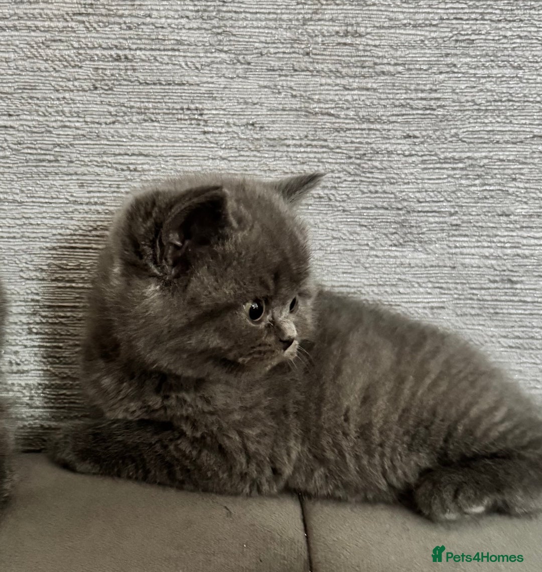 British Shorthair cats for sale: British Shorthair Kittens - Advert 7