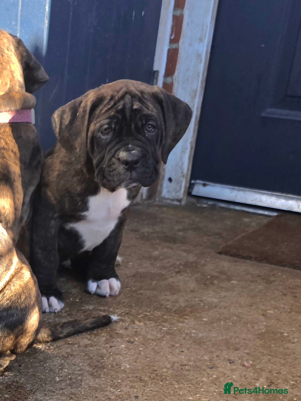 Boxer dogs READY NOW Beautiful boxer cross mastiff puppies - Advert 3