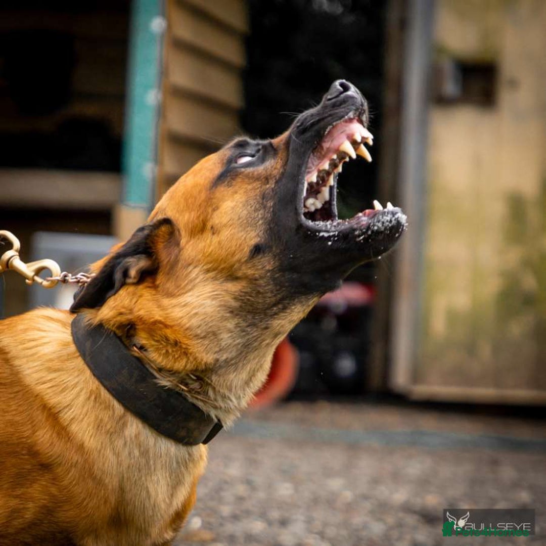 Belgian Shepherd Dog dogs for sale:  Belgian Malinois Puppies  in Telford - Image 6