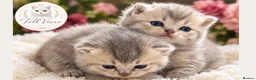 British Longhair cats for sale: GCCF Registered Pedigree British Longhair Kittens - Advert 4